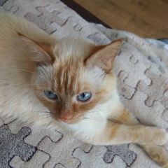 Подробнее об объявлении «Пропал кот срочно, . Москва» Фото: пропала кошка Тайская «Пропал кот срочно, . Москва» в г. Москва