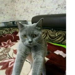 Подробнее об объявлении «Воронеж Пропала кошка шотландская кошка в отрожке» Фото: пропала кошка Шотландская вислоухая «Воронеж Пропала кошка шотландская кошка в отрожке» в г. Воронеж