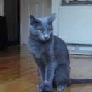 Подробнее об объявлении «Мытищи Пропала кошка любимая малышка» Фото: пропала кошка Русская голубая «Мытищи Пропала кошка любимая малышка» в г. Мытищи