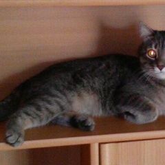 Подробнее об объявлении «Пропал кот Оренбург» Фото: пропала кошка  «Пропал кот Оренбург» в г. Оренбург