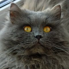 Подробнее об объявлении «Пропал кот Сочи» Фото: пропала кошка Персидская «Пропал кот Сочи» в г. Сочи