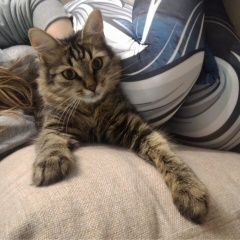 Подробнее об объявлении «Пропала кошка Москва» Фото: пропала кошка  «Пропала кошка Москва» в г. Москва