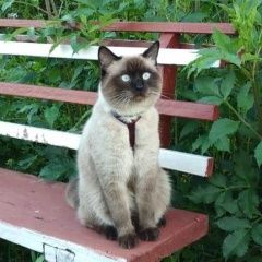 Подробнее об объявлении «Нижний Новгород Пропал кот» Фото: пропала кошка Сиамская «Нижний Новгород Пропал кот» в г. Нижний Новгород