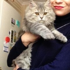 Подробнее об объявлении «Пропал кот Симферополь» Фото: пропала кошка  «Пропал кот Симферополь» в г. Симферополь