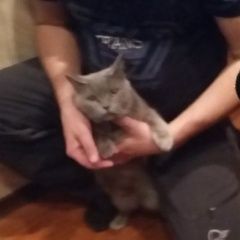 Подробнее об объявлении «Пропала кошка дуся Гирвас» Фото: пропала кошка Британская короткошерстная «Пропала кошка дуся Гирвас» в г. Гирвас