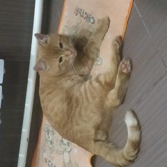 Подробнее об объявлении «Воронеж Пропал кот» Фото: пропала кошка  «Воронеж Пропал кот» в г. Воронеж