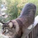 Подробнее об объявлении «Чехов Пропала кошка» Фото: пропала кошка Мейн-кун «Чехов Пропала кошка» в г. Чехов