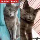 Подробнее об объявлении «Белгород Пропал кот» Фото: пропала кошка  «Белгород Пропал кот» в г. Белгород