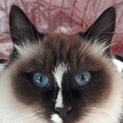 Подробнее об объявлении «Пропал кот Смоленск» Фото: пропала кошка  «Пропал кот Смоленск» в г. Смоленск