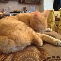 Подробнее об объявлении «Пропал кот рыжий бобтейл Москва» Фото: пропала кошка Курильский бобтейл «Пропал кот рыжий бобтейл Москва» в г. Москва