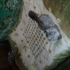 Подробнее об объявлении «Пропал кот помогите найти фуньтика Москва» Фото: пропала кошка Мейн-кун «Пропал кот помогите найти фуньтика Москва» в г. Москва