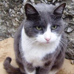 Подробнее об объявлении «Пропал кот откликается на кличку паштет или пашка Ростов-на-Дону» Фото: пропала кошка  «Пропал кот откликается на кличку паштет или...» в г. Ростов-на-Дону
