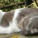 Подробнее об объявлении «Икша Пропал кот шпунтик» Фото: пропала кошка  «Икша Пропал кот шпунтик» в г. Икша