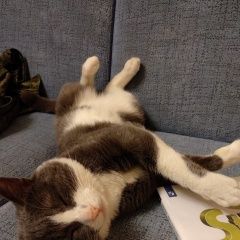 Подробнее об объявлении «Пропал кот Москва» Фото: пропала кошка  «Пропал кот Москва» в г. Москва