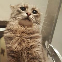 Подробнее об объявлении «Лобня Пропал кот» Фото: пропала кошка  «Лобня Пропал кот» в г. Лобня