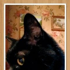 Подробнее об объявлении «Пропала кошка каземира, 14 лет Москва» Фото: пропала кошка Бомбейская «Пропала кошка каземира, 14 лет Москва» в г. Москва