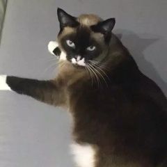 Подробнее об объявлении «Пропала кошка в самарской области Самара» Фото: пропала кошка Сноу-шу «Пропала кошка в самарской области Самара» в г. Самара
