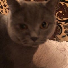 Подробнее об объявлении «Тула Пропал кот» Фото: пропала кошка Британская короткошерстная «Тула Пропал кот» в г. Тула