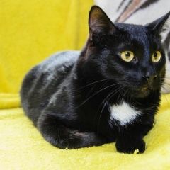 Подробнее об объявлении «Пропал кот чёрного цвета на путилковском шоссе Москва» Фото: пропала кошка  «Пропал кот чёрного цвета на путилковском шоссе...» в г. Москва