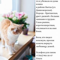 Подробнее об объявлении «Пропала кошка Сочи» Фото: пропала кошка Британская короткошерстная «Пропала кошка Сочи» в г. Сочи