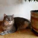 Подробнее об объявлении «Пропал кот сбежал кот Минск» Фото: пропала кошка  «Пропал кот сбежал кот Минск» в г. Минск
