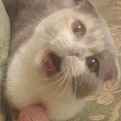 Подробнее об объявлении «Пропала кошка Москва» Фото: пропала кошка Британская короткошерстная «Пропала кошка Москва» в г. Москва