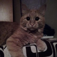 Подробнее об объявлении «Пропал кот рыжий кот; Москва» Фото: пропала кошка Мейн-кун «Пропал кот рыжий кот; Москва» в г. Москва