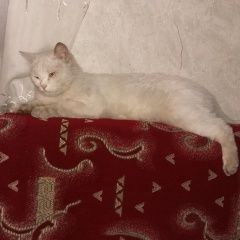 Подробнее об объявлении «Пропал кот Одинцово» Фото: пропала кошка  «Пропал кот Одинцово» в г. Одинцово