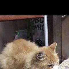 Подробнее об объявлении «Пропал кот  рыжей окраски Москва» Фото: пропала кошка  «Пропал кот  рыжей окраски Москва» в г. Москва