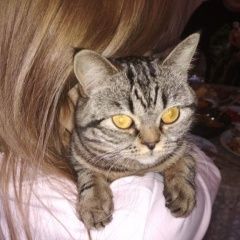 Подробнее об объявлении «Пропала кошка отзывается на кличку кука Оренбург» Фото: пропала кошка Британская короткошерстная «Пропала кошка отзывается на кличку кука Оренбург» в г. Оренбург