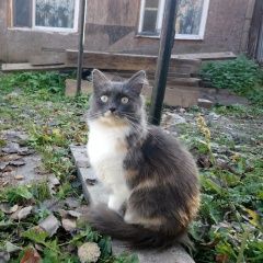 Подробнее об объявлении «Пропала кошка Нарофоминск» Фото: пропала кошка  «Пропала кошка Нарофоминск» в г. Нарофоминск