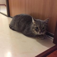 Подробнее об объявлении «Пропал кот братеево, метро Москва» Фото: пропала кошка  «Пропал кот братеево, метро Москва» в г. Москва