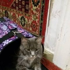 Подробнее об объявлении «Пропал кот мэйнкун Новочеркасск» Фото: пропала кошка Мейн-кун «Пропал кот мэйнкун Новочеркасск» в г. Новочеркасск