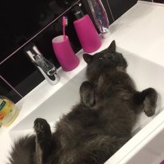 Подробнее об объявлении «Пропал кот в серебрянке Салтыковка» Фото: пропала кошка  «Пропал кот в серебрянке Салтыковка» в г. Салтыковка