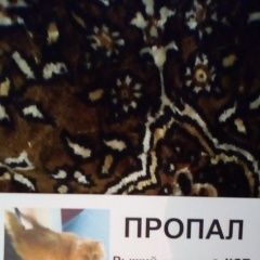 Подробнее об объявлении «Екатеринбург Пропал кот рыжий котик» Фото: пропала кошка  «Екатеринбург Пропал кот рыжий котик» в г. Екатеринбург