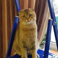 Подробнее об объявлении «Калининград (Кенигсберг) Пропал кот внимание» Фото: пропала кошка Британская короткошерстная «Калининград (Кенигсберг) Пропал кот внимание» в г. Калининград (Кенигсберг)