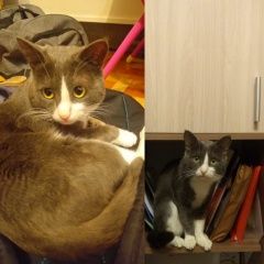 Подробнее об объявлении «Пропал кот. хамовники Москва» Фото: пропала кошка  «Пропал кот. хамовники Москва» в г. Москва