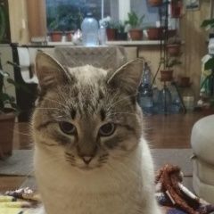 Подробнее об объявлении «Пропала кошка Симферополь» Фото: пропала кошка  «Пропала кошка Симферополь» в г. Симферополь