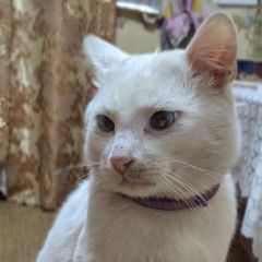 Подробнее об объявлении «Орел Пропал кот в районе выгонки.» Фото: пропала кошка  «Орел Пропал кот в районе выгонки.» в г. Орел