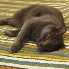 Подробнее об объявлении «Пропал кот серый кот хамовники Москва» Фото: пропала кошка  «Пропал кот серый кот хамовники Москва» в г. Москва