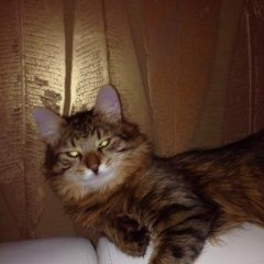 Подробнее об объявлении «Пропал кот г. поселок курилово снт курилово Москва» Фото: пропала кошка  «Пропал кот г. поселок курилово снт курилово Москва» в г. Москва