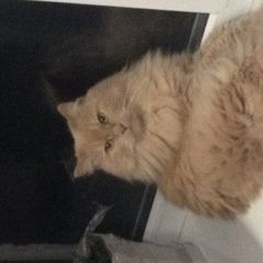 Подробнее об объявлении «Пропал кот Уфа» Фото: пропала кошка Персидская «Пропал кот Уфа» в г. Уфа