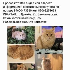 Подробнее об объявлении «Казань Пропал кот. п. дружба» Фото: пропала кошка  «Казань Пропал кот. п. дружба» в г. Казань