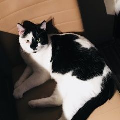 Подробнее об объявлении «Краснодар Пропал кот» Фото: пропала кошка  «Краснодар Пропал кот» в г. Краснодар