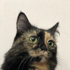 Подробнее об объявлении «Пропала кошка район южное бутово Москва» Фото: пропала кошка  «Пропала кошка район южное бутово Москва» в г. Москва