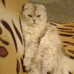 Подробнее об объявлении «Пропала кошка Самара» Фото: пропала кошка  «Пропала кошка Самара» в г. Самара