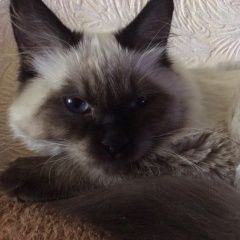 Подробнее об объявлении «Ульяновск Пропал кот» Фото: пропала кошка Невская маскарадная «Ульяновск Пропал кот» в г. Ульяновск