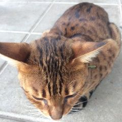 Подробнее об объявлении «Пропала кошка Москва» Фото: пропала кошка Бенгальская «Пропала кошка Москва» в г. Москва