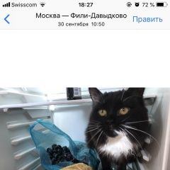 Подробнее об объявлении «Пропала кошка Москва» Фото: пропала кошка  «Пропала кошка Москва» в г. Москва