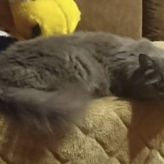 Подробнее об объявлении «Пропал кот Мытищи» Фото: пропала кошка Сибирская «Пропал кот Мытищи» в г. Мытищи